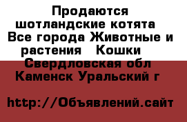 Продаются шотландские котята - Все города Животные и растения » Кошки   . Свердловская обл.,Каменск-Уральский г.